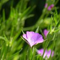 Anoda cristata fleur